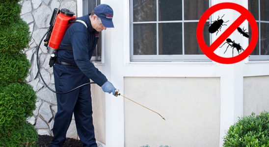 Çeltik Tahtakurusu İlaçlama böcek ilaçlama ve haşere kontrolü — ilaclama-tr.com